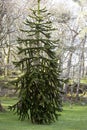 Monkey puzzle tree Royalty Free Stock Photo